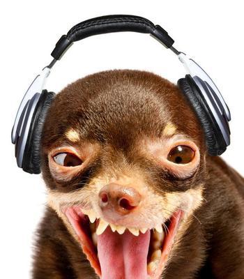 狗狗爱听的音乐在线听？如何为宠物选择合适的音乐？