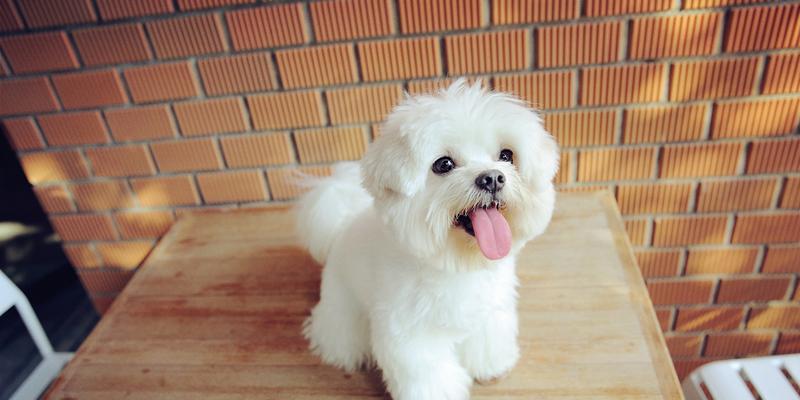 狗狗误食荔枝籽怎么办？需要立即就医吗？