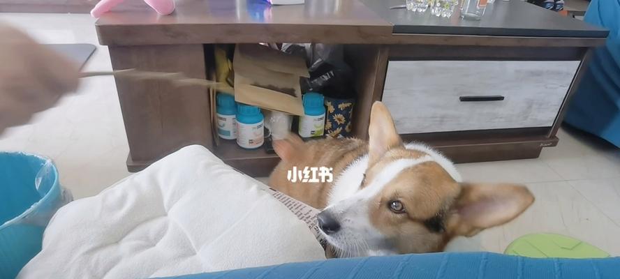 狗狗误食荔枝籽怎么办？需要立即就医吗？