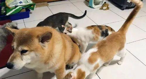 狗狗误食猫咪粪便怎么办？如何预防宠物间的不卫生行为？