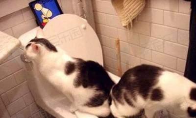 狗狗误食猫咪粪便怎么办？如何预防宠物间的不卫生行为？