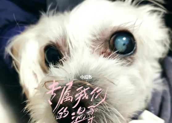 狗狗患有白内障时能否食用肉类？对病情有何影响？