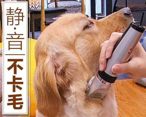 狗狗被剪出血了怎么办？如何正确处理宠物受伤情况？