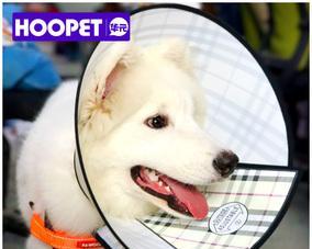 狗狗被勒脖子后应该怎么办？如何进行急救处理？