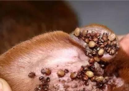 狗狗被皮虫咬后会有什么症状？如何处理？
