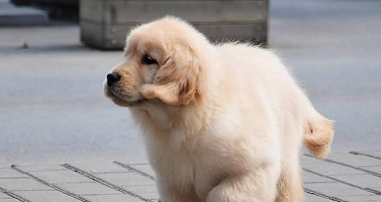 狗狗被蚊子叮了怎么办？如何快速缓解红肿瘙痒？