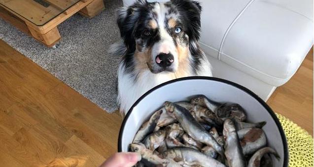 狗狗被撞伤脚后能吃鱼吗？对恢复有何影响？