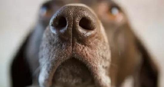 狗狗鼻子干是疾病信号吗？如何正确判断？
