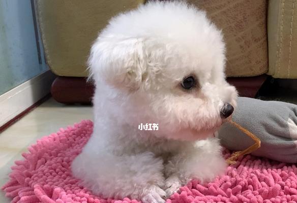 狗狗比熊不停吃怎么办？如何控制饮食习惯？