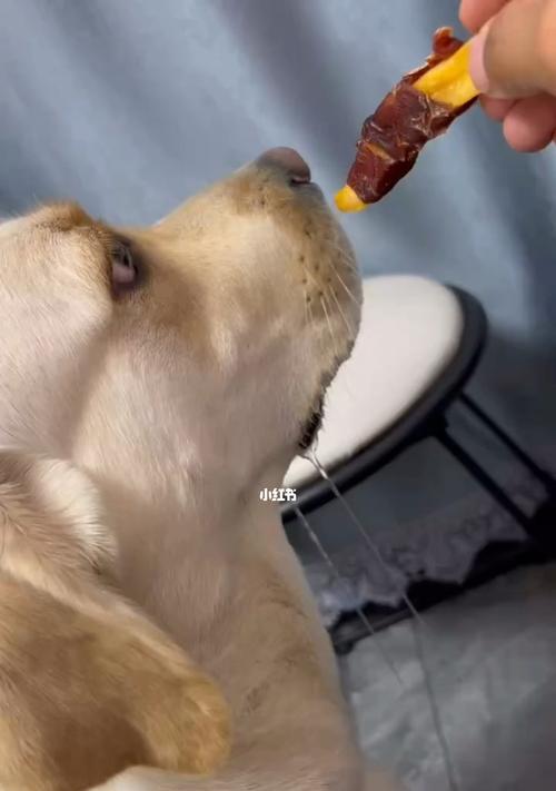狗狗便便拉丝是什么原因导致的？如何解决？