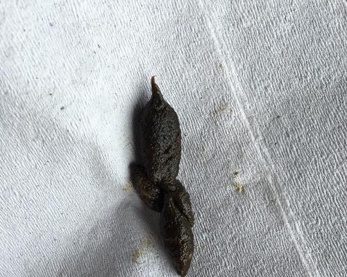 狗狗便便里出现血和黏液是怎么回事？如何处理？