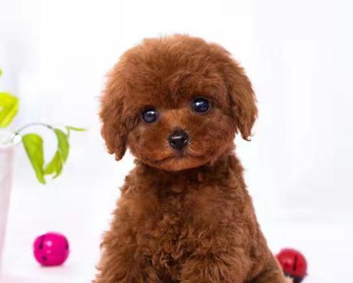 狗狗脖子红红的怎么办？可能的原因和处理方法是什么？