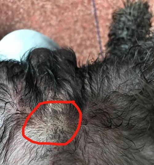 狗狗脖子上一块肉肿了怎么办？可能的原因和处理方法是什么？