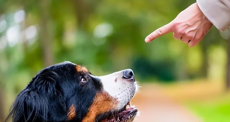 狗狗不爱回家怎么办？如何训练狗狗按时回家？