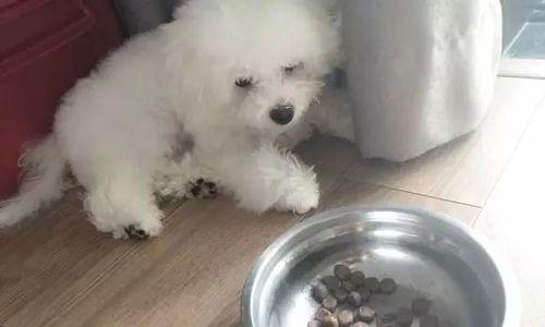 狗狗不吃旧狗粮怎么办？如何解决宠物挑食问题？