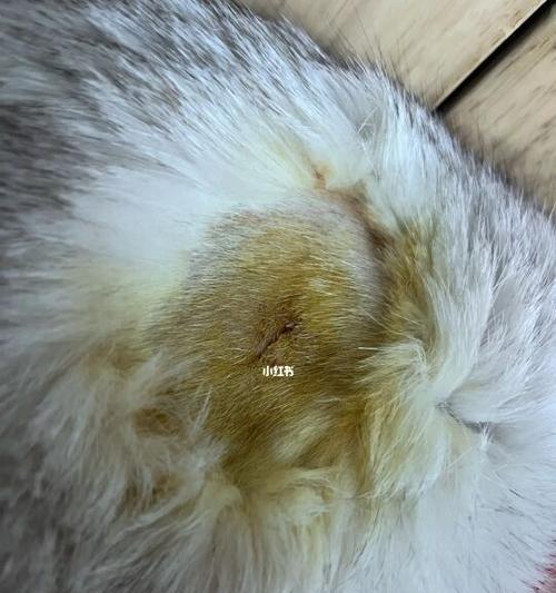 狗狗拆线不打麻药可以吗？安全拆线的方法是什么？