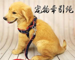 狗狗抗拒狗链怎么办？有效训练技巧有哪些？