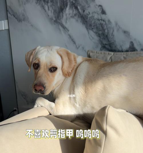 狗狗不让剪指甲怎么办？有效技巧和步骤是什么？