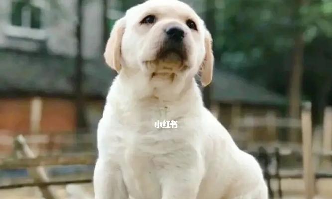 狗狗不适应新疆怎么办？如何帮助宠物适应新环境？