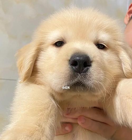 狗狗不适应新疆怎么办？如何帮助宠物适应新环境？