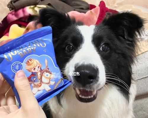狗狗突然不爱吃狗粮是怎么回事？如何解决？