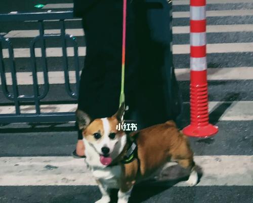 狗狗抗拒牵引绳怎么办？有效训练方法有哪些？