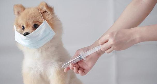 狗狗疫苗接种记录查询方法？如何确定疫苗接种状态？