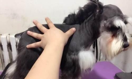 狗狗裁耳可以使用局部麻醉吗？安全性和必要性如何？
