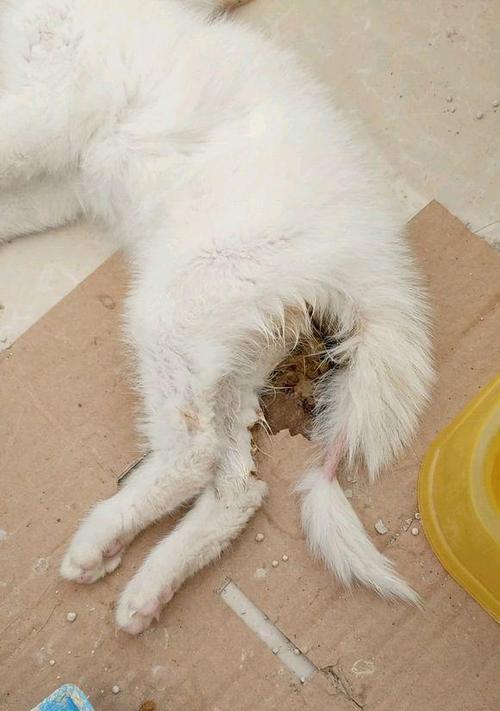 狗狗拆线后几天能洗澡？拆线后的护理要点是什么？