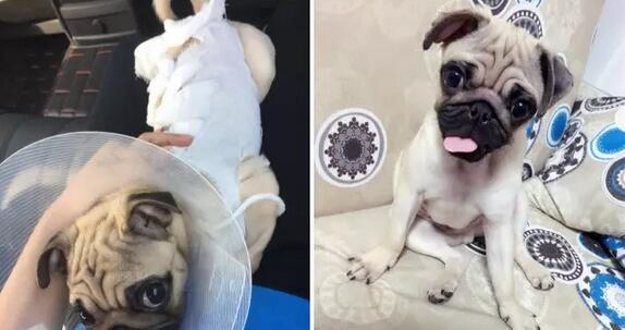 狗狗拆线后几天能洗澡？拆线后的护理要点是什么？
