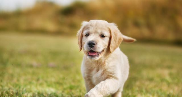 狗狗常温多少度会中暑？如何预防宠物中暑？