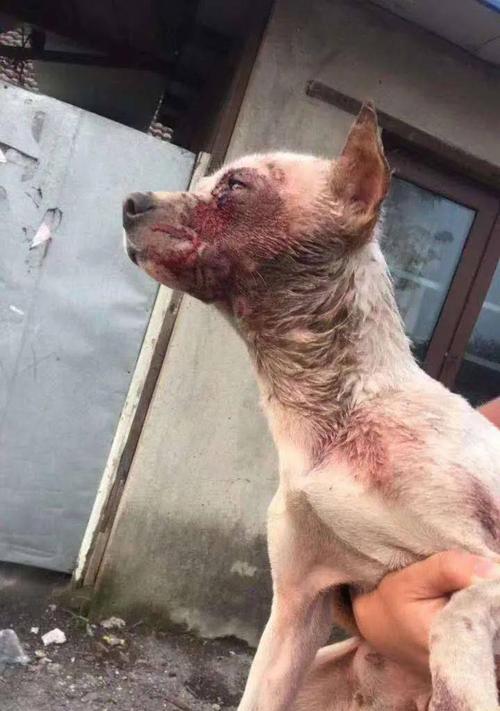 狗狗长狗豆子怎么去除？有效方法有哪些？