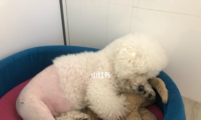 狗狗长狗豆子怎么去除？有效方法有哪些？