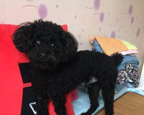 狗狗长黑色的毛怎么办？如何处理和预防？