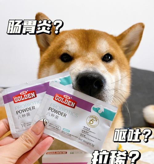 狗狗肠胃受损时应吃什么药？如何正确选择治疗方案？