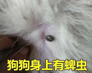 狗狗肠子烂了吃什么药？如何处理狗狗肠胃问题？