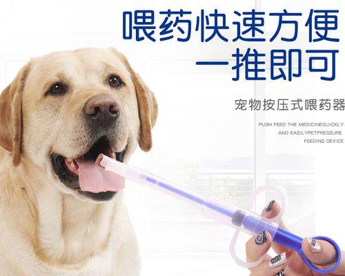 狗狗肠子烂了吃什么药？如何处理狗狗肠胃问题？