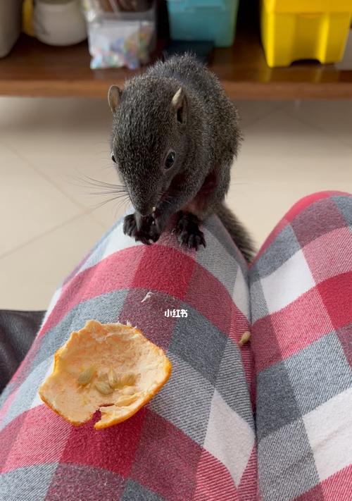 狗狗误食板栗后呕吐怎么办？如何处理？