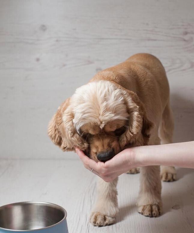狗狗误食板栗后呕吐怎么办？如何处理？