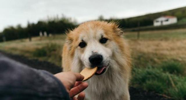 狗狗吃饱之后要运动吗？饭后活动对宠物健康的影响是什么？