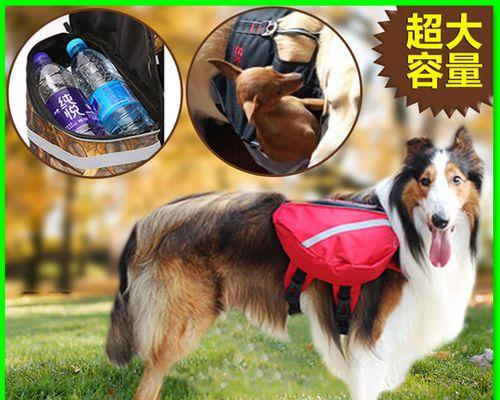 狗狗吃饱之后要运动吗？饭后活动对宠物健康的影响是什么？