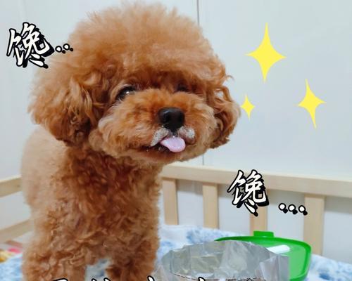 狗狗可以吃加了白糖的食物吗？对健康有影响吗？