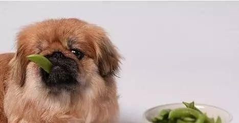 狗狗可以吃加了白糖的食物吗？对健康有影响吗？
