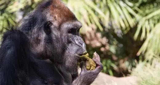 狗狗食欲不振且便便稀怎么办？