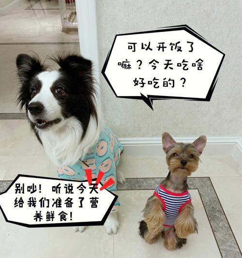 狗狗吃的丸子怎么做的？自制狗粮丸子的步骤和注意事项是什么？