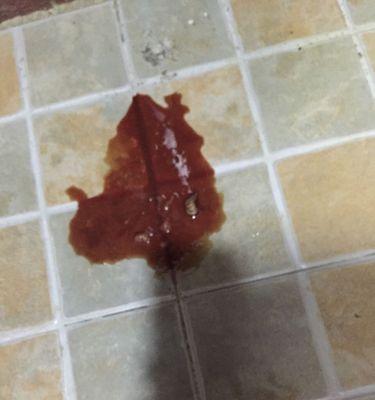 狗狗吃多了拉稀什么样？如何判断和处理？