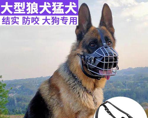 狗狗吃饭很慢怎么办啊？如何提高狗狗的用餐速度？