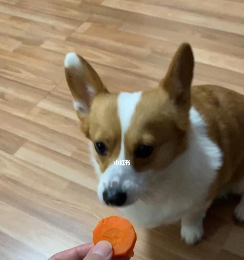 狗狗吃胡萝卜能吃药吗？安全喂食的正确方法是什么？