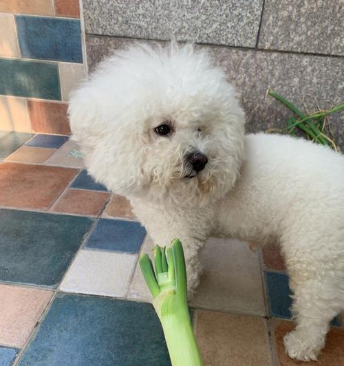 狗狗误食大葱中毒怎么办？解毒方法有哪些？