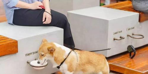 狗狗误食手套怎么办？紧急处理方法有哪些？